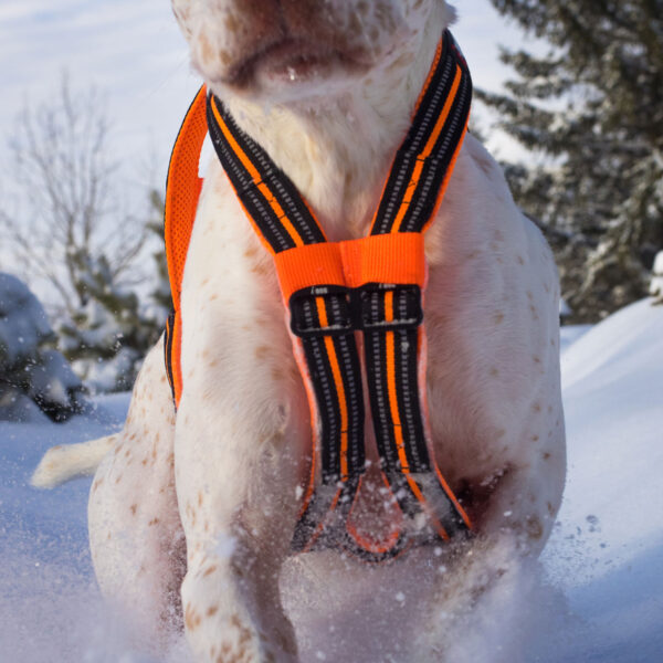 i-dog X-BACK ONE - Afbeelding 3
